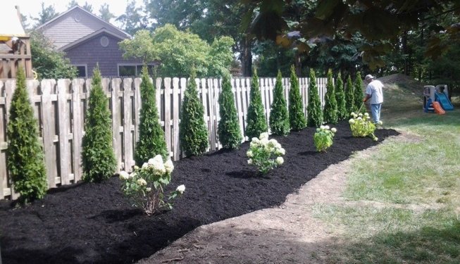Black Mulch w/ Fence & Arborvatae