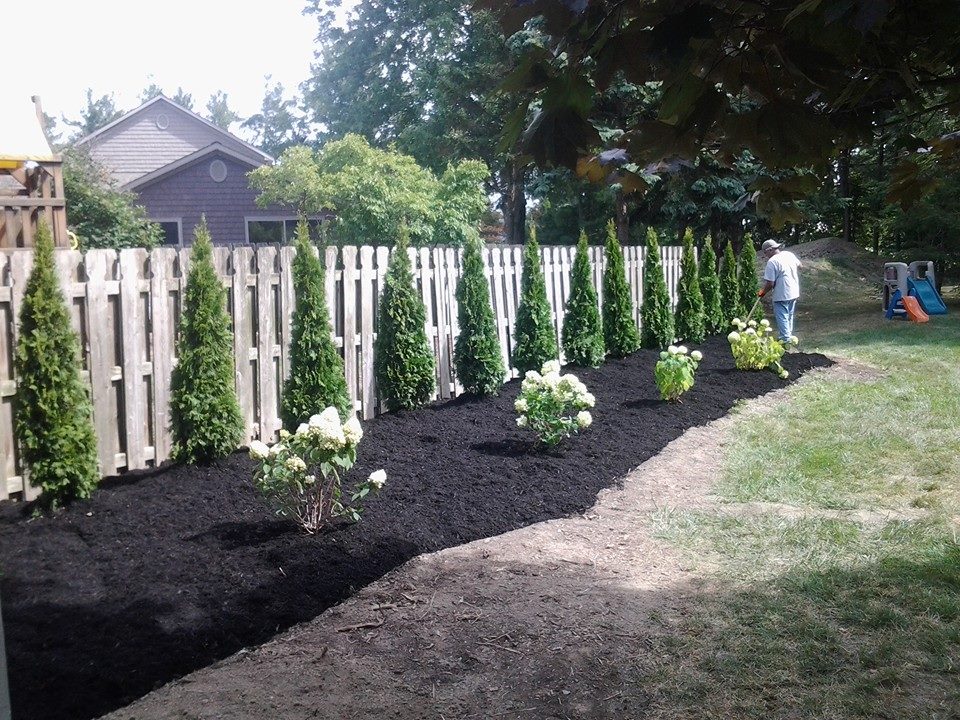 Black Mulch w/ Fence & Arborvatae