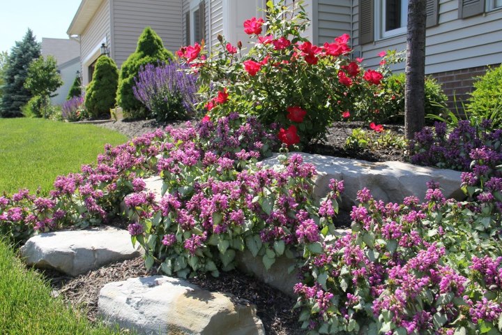 Red & Purple flowers poke through large rocks on a front lawn. 