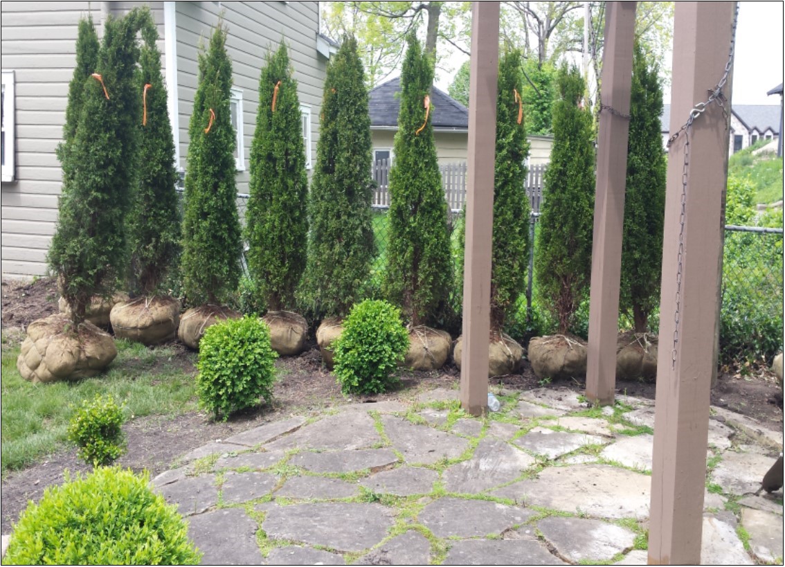 Natural arborvitae tree privacy fence.