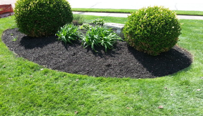 Shrubs and Black Mulch Oval