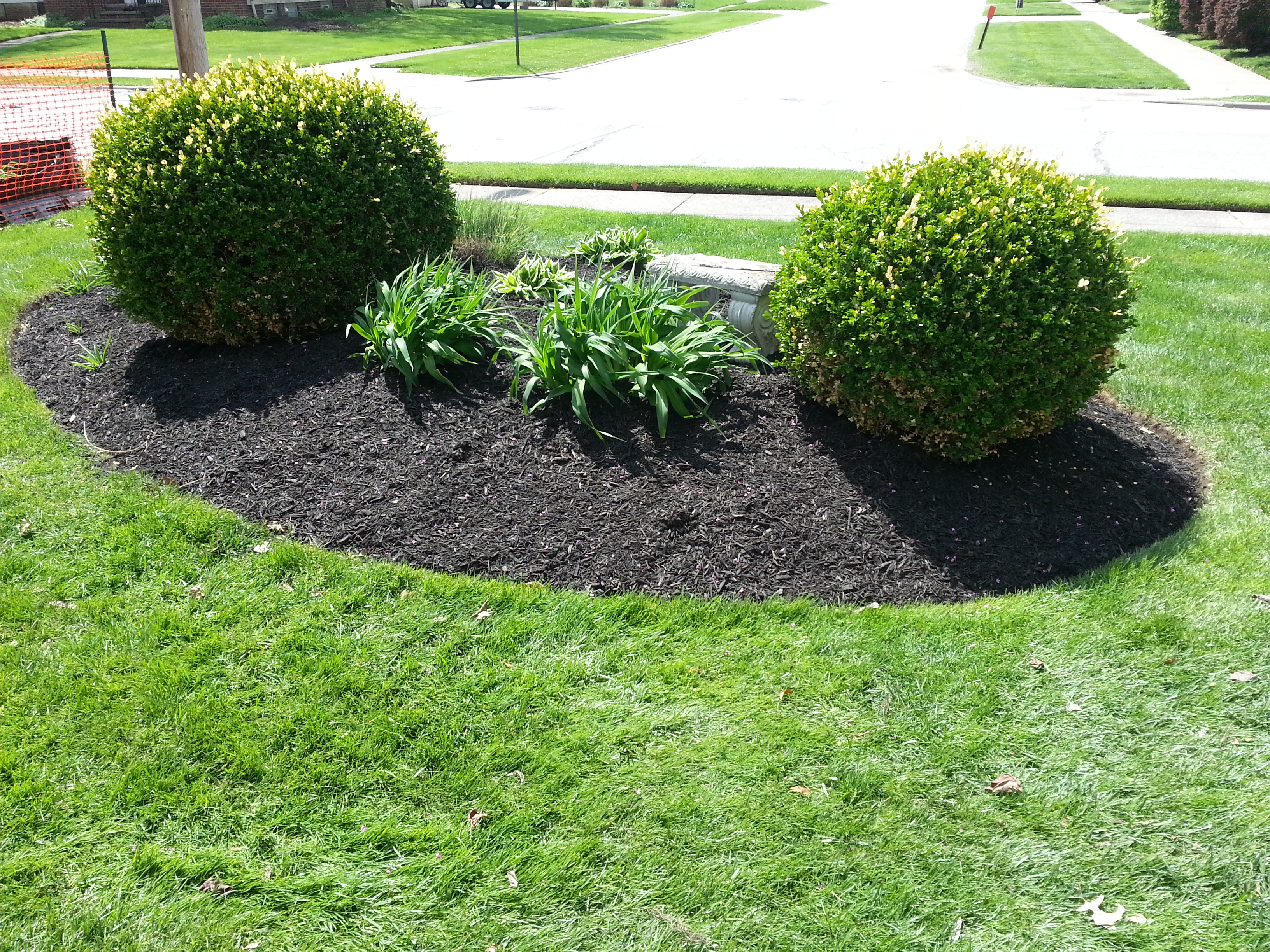 black mulch with Shrubs