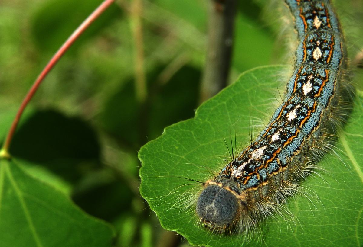 caterpillar