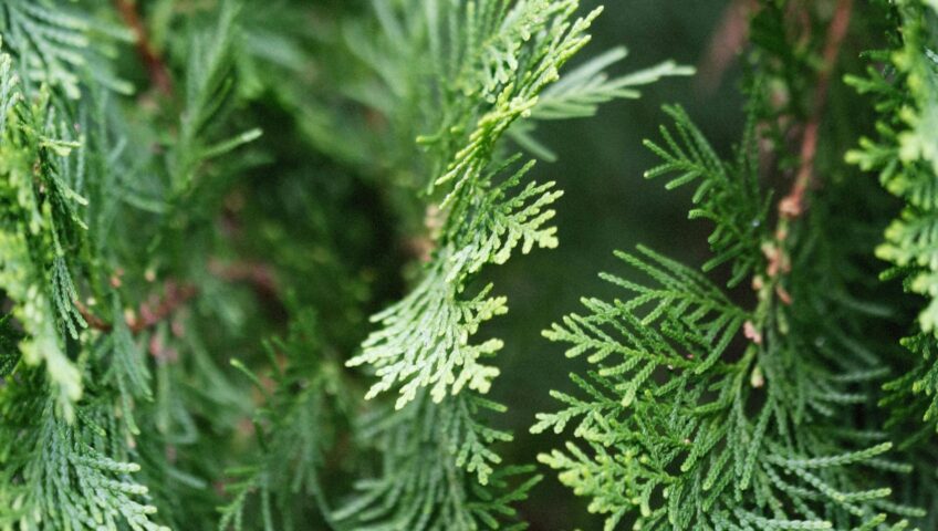 arborvitae as privacy landscaping