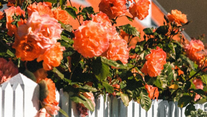 picket fence flowers