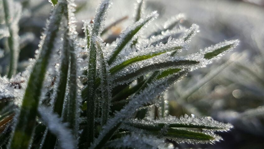 winter lawn